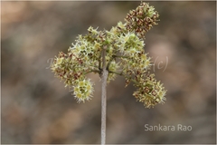 Combretum albidum var. albidum